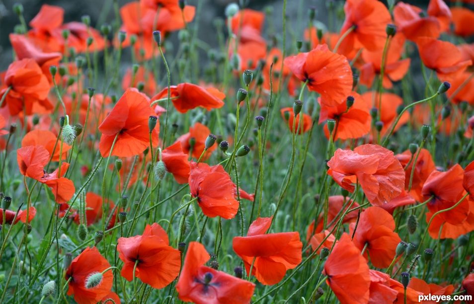 Poppies