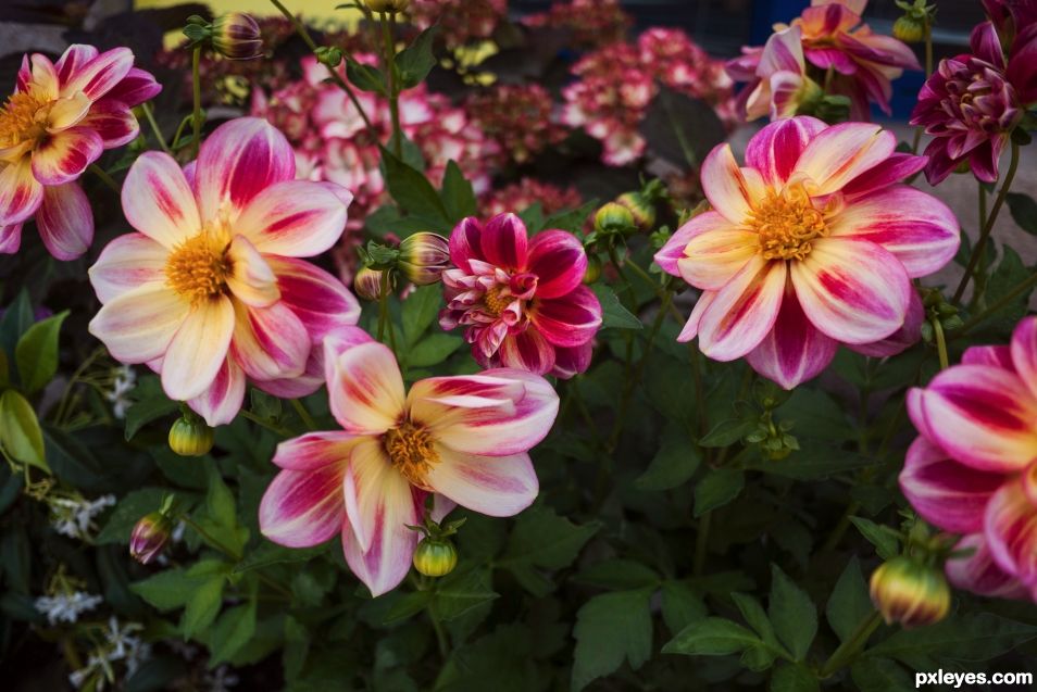 Dahlias