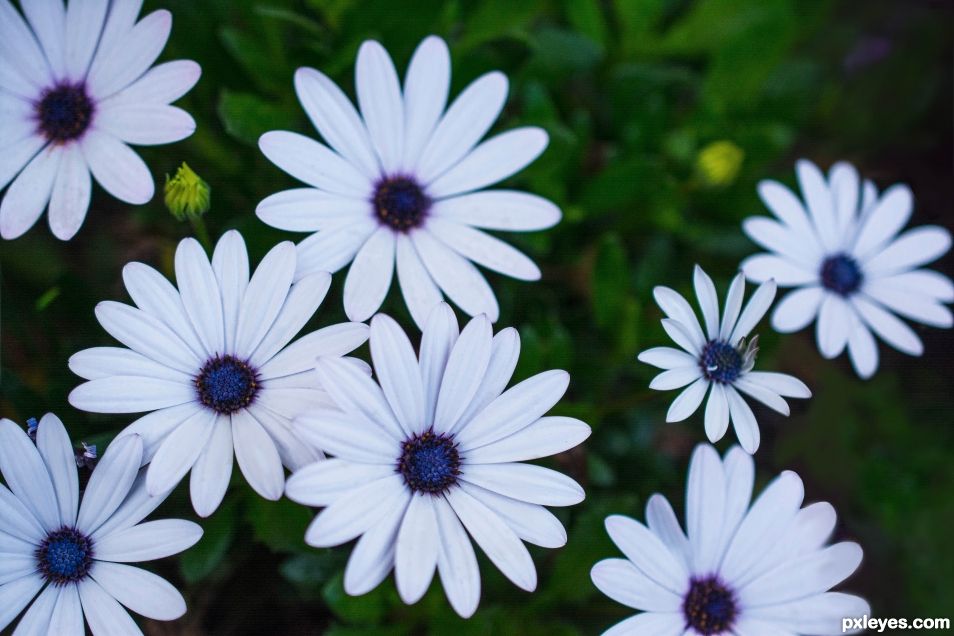 Osteospermum