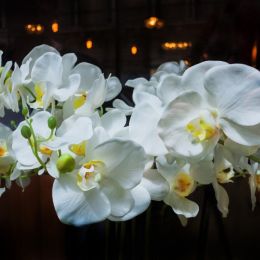 Orchids