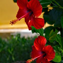 Hibiscus