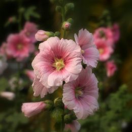 Hollyhocks