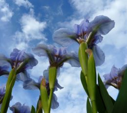 Giant flowers or Dwarf iris ?