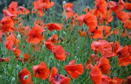 Poppies