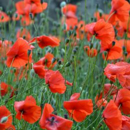 Poppies