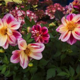 Dahlias