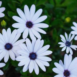 Osteospermum