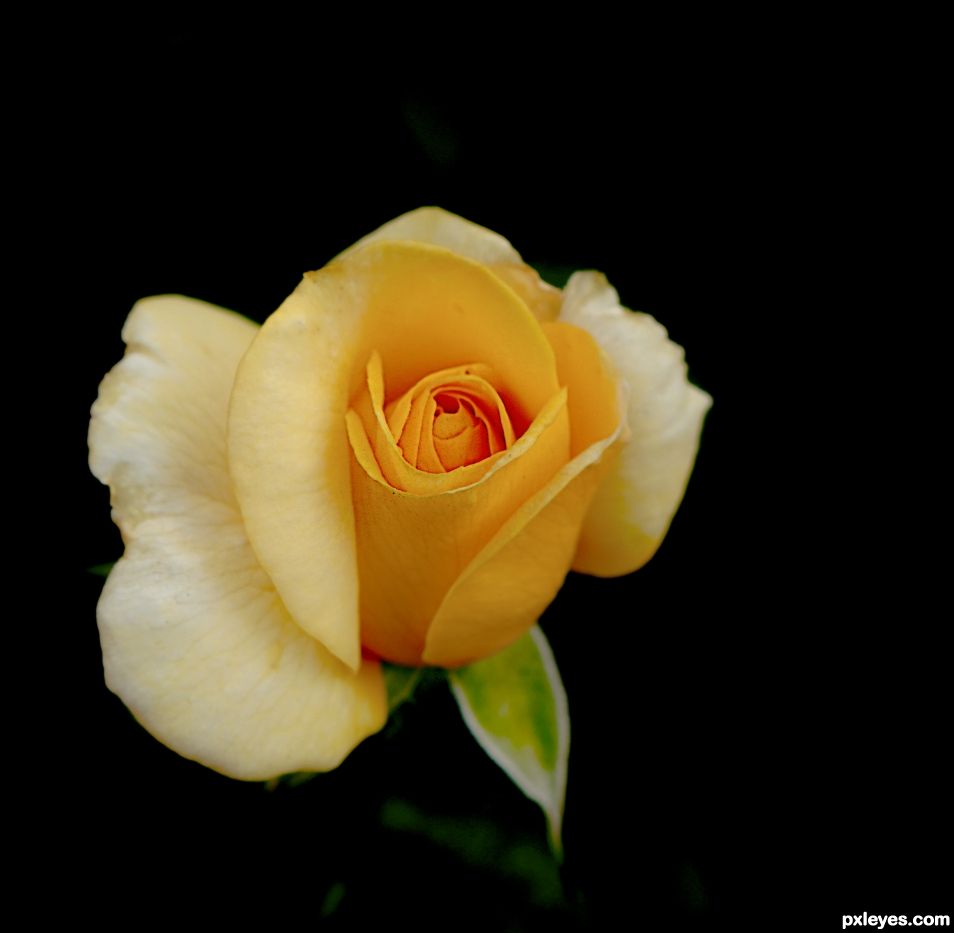 The Yellow Rose of Texas