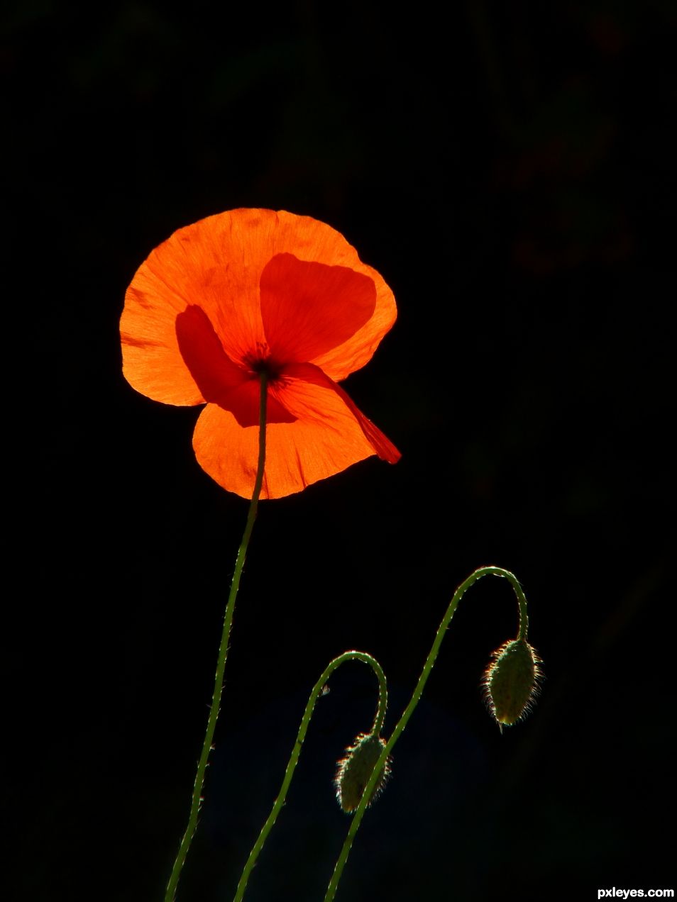 Backlight and poppies