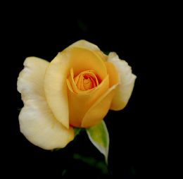 The Yellow Rose of Texas