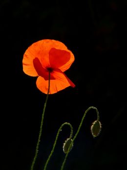 Backlight and poppies