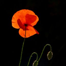 Backlight and poppies Picture