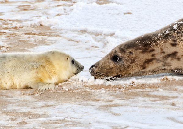 Mother and Pup.