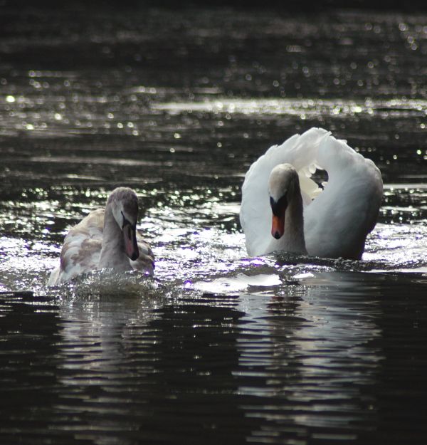 Swans