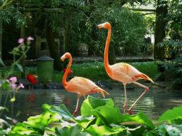 Flamingoes