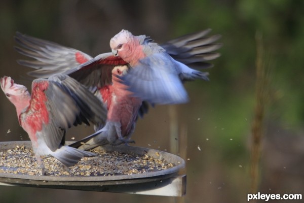 Battle Of The Sunflower Seed