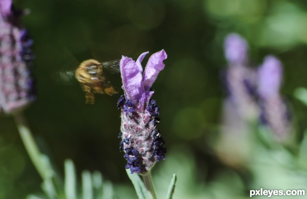 Buzzing Bee