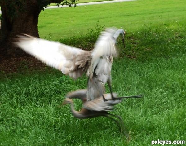 Dancing cranes