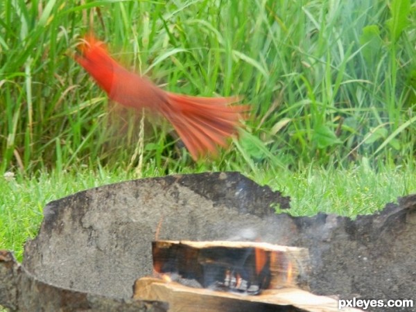 Phoenix Cardinal
