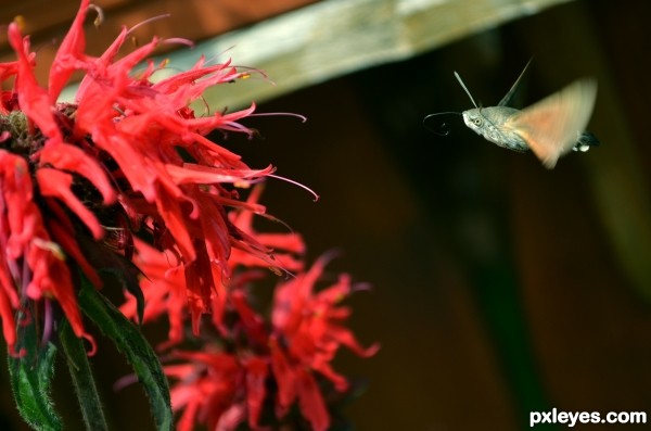 Sphinx Colibri