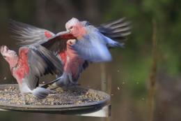 Battle Of The Sunflower Seed