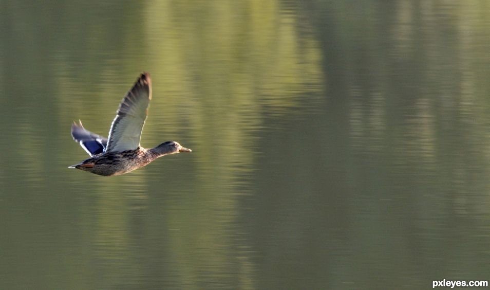 Mallard in flight