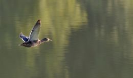 Mallard in flight