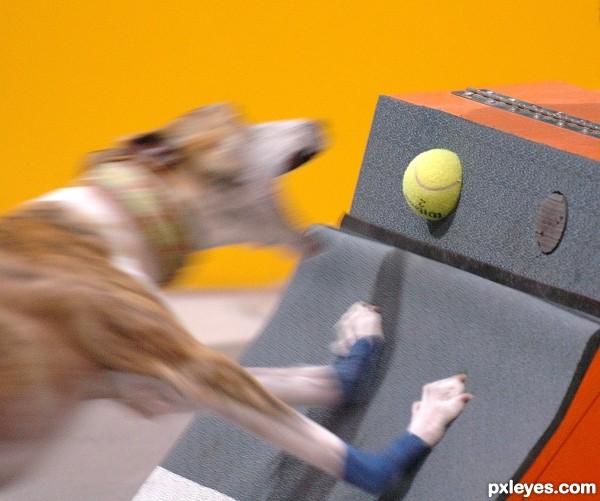 Flyball dog