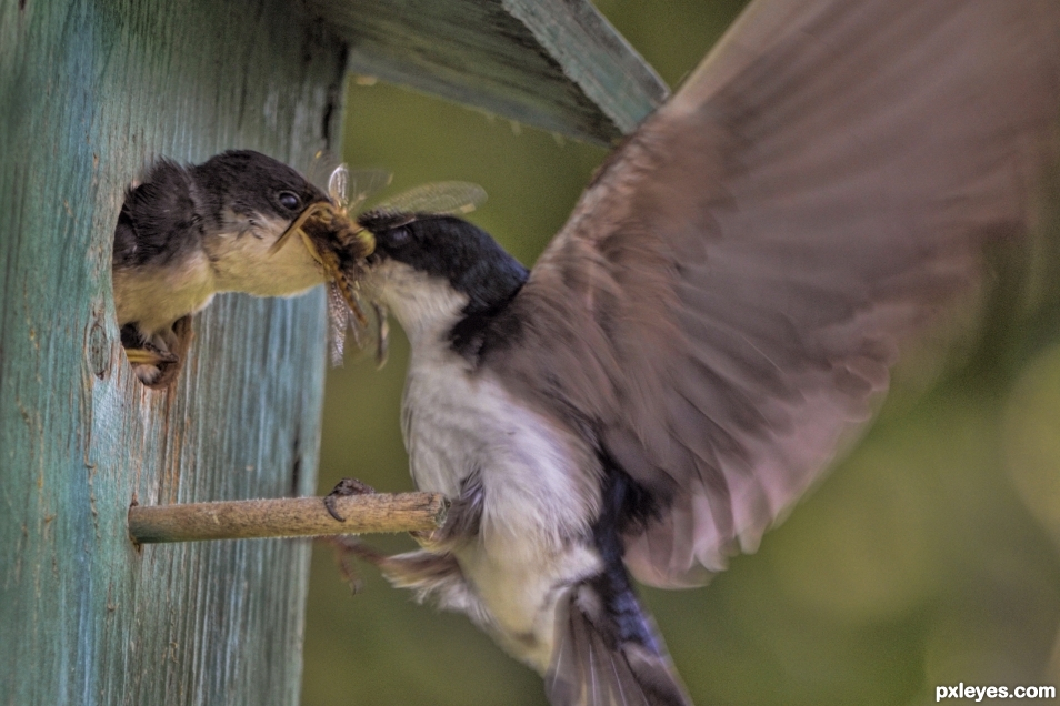 feeding time