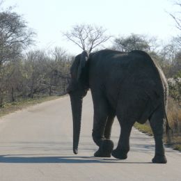 Elephant Picture