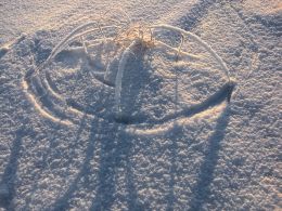 Snow Spider