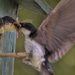 feedingtime