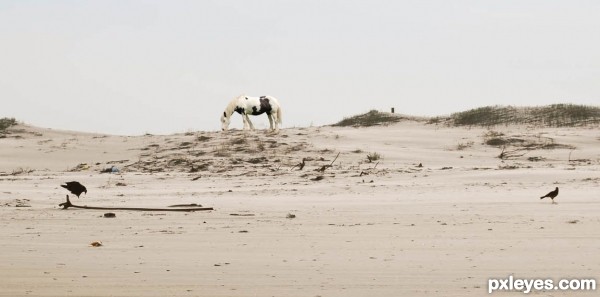 desert horse