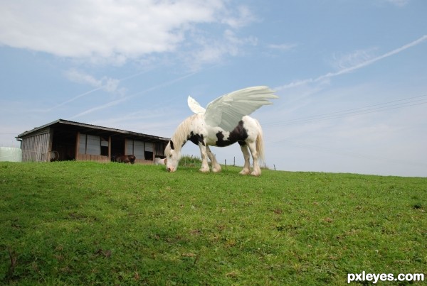 Creation of Cavalo alado: Step 1
