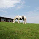 mountain horse source image