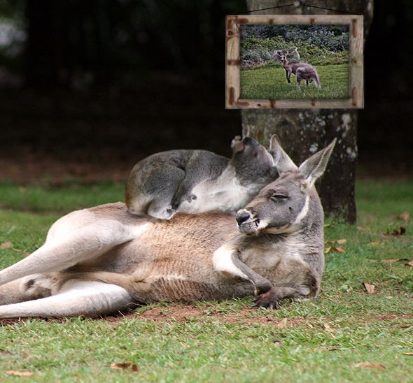 Creation of Best Aussies Forever: Final Result