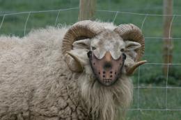 HannibalRam