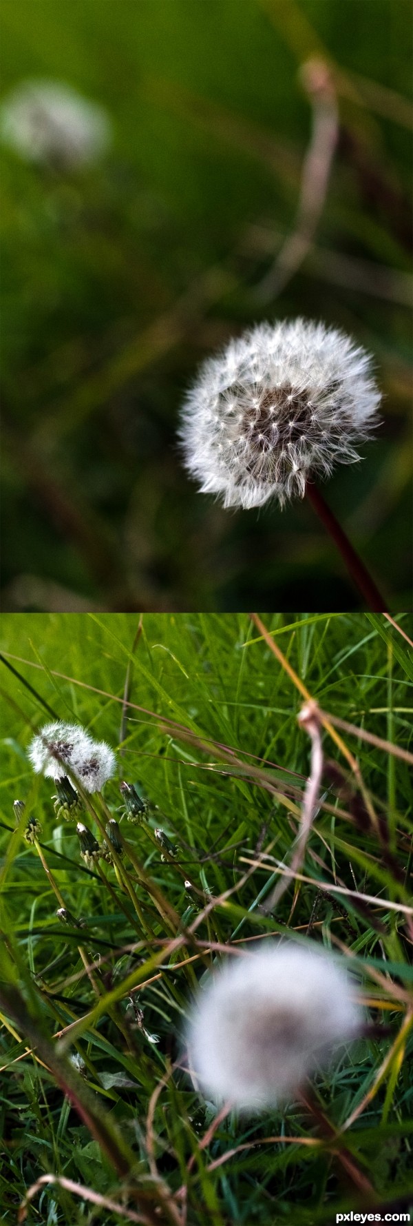 Dandelion