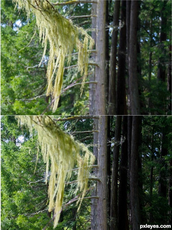 Lace in the forest