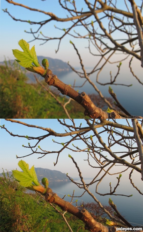 green leaves