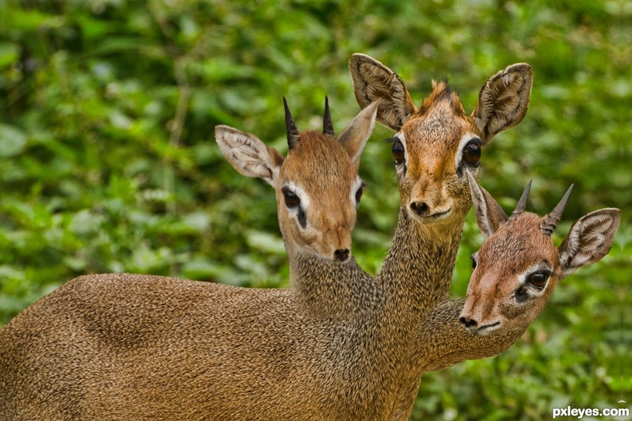 A Dik dik Dik dik Dik dik