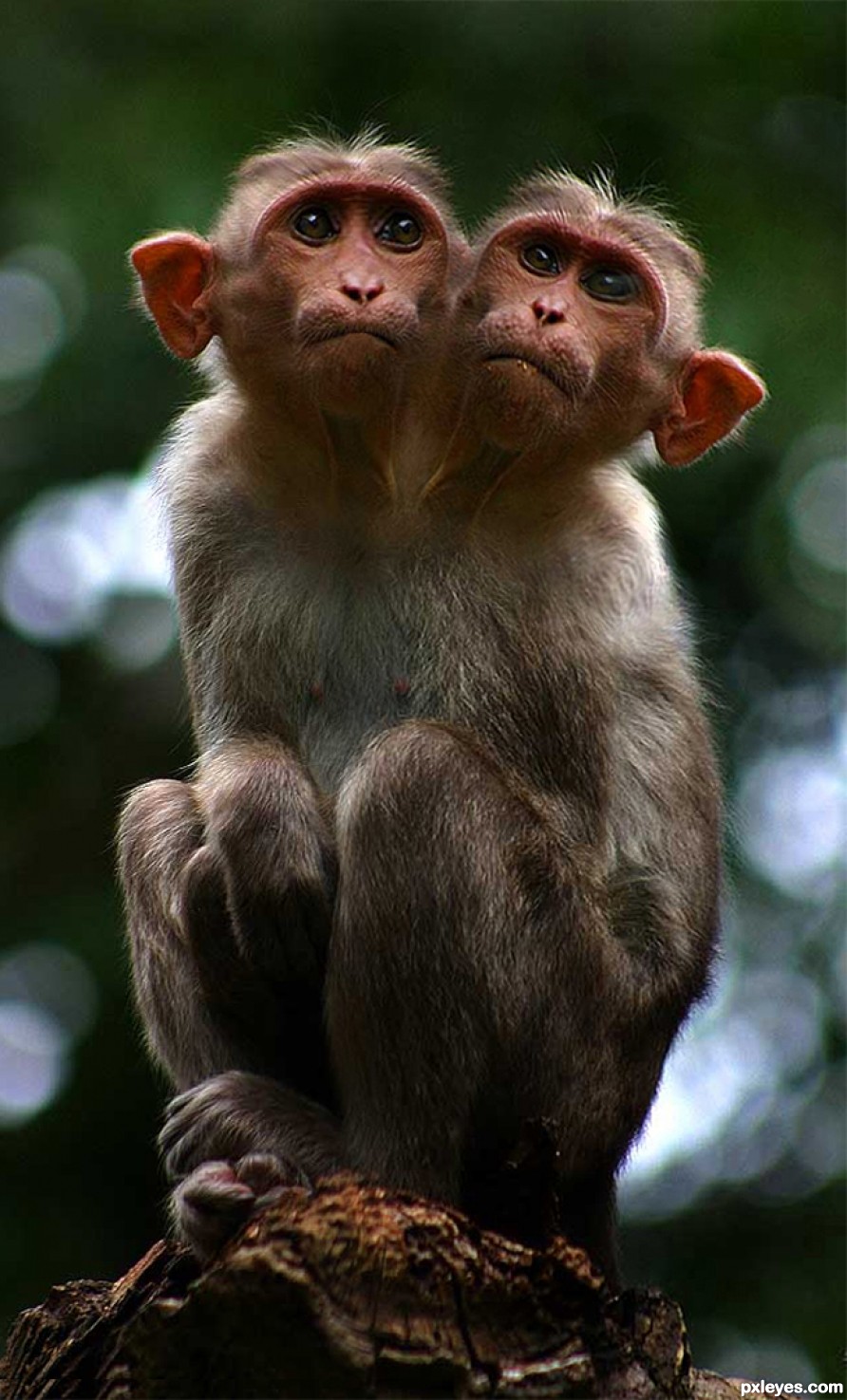 2 Headed Monkey