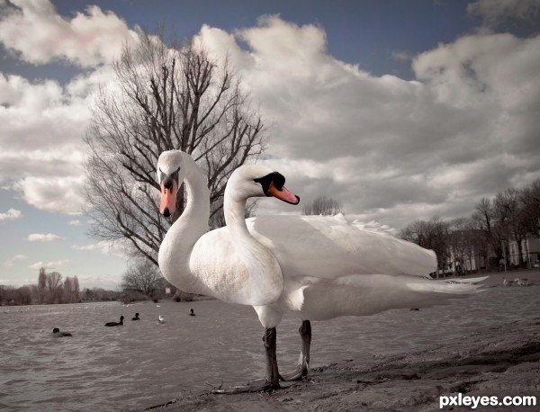 2 Headed Swan