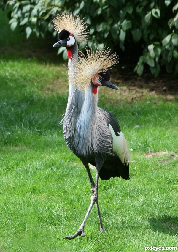 Crowned Bird