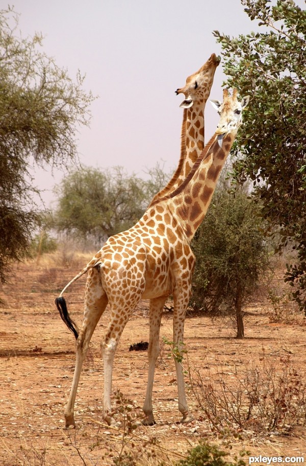 Giraffe