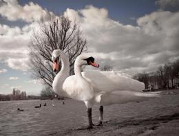 2 Headed Swan