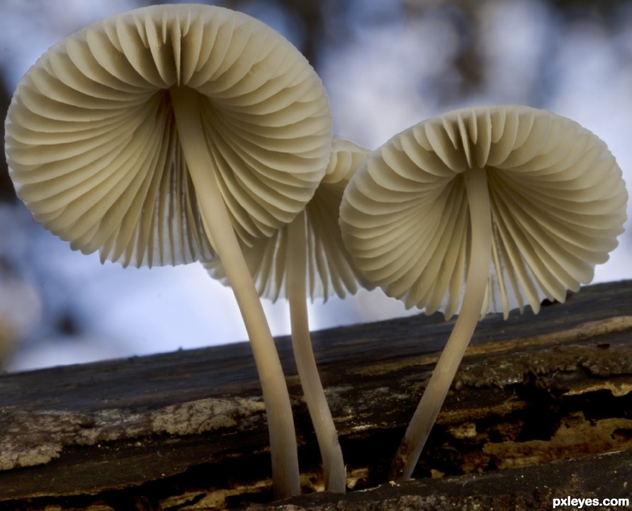 Trio of funghi