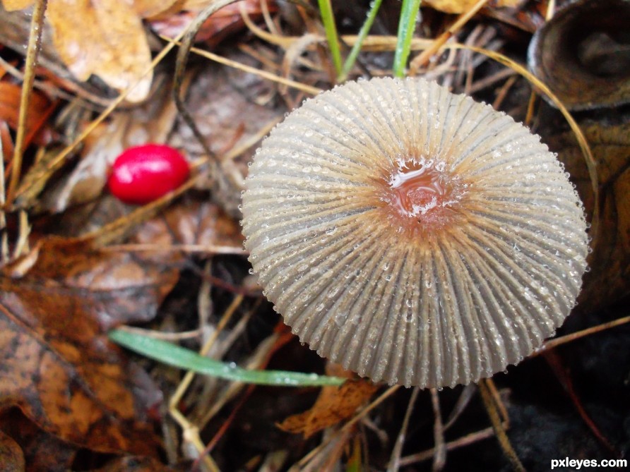 rosehip on top