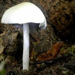 mushroom