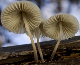 Trio of funghi